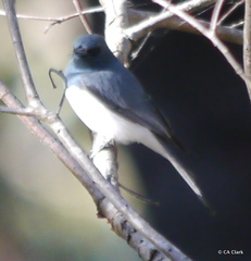 Myiagra cyanoleuca