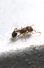 Tetramorium lanuginosum