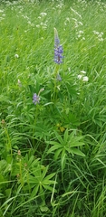 Lupinus polyphyllus