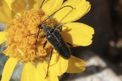 Cortodera