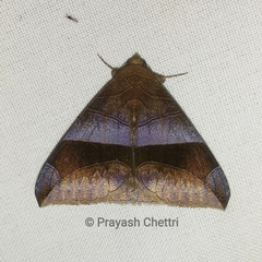Bastilla maturata