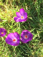 Crocus vernus