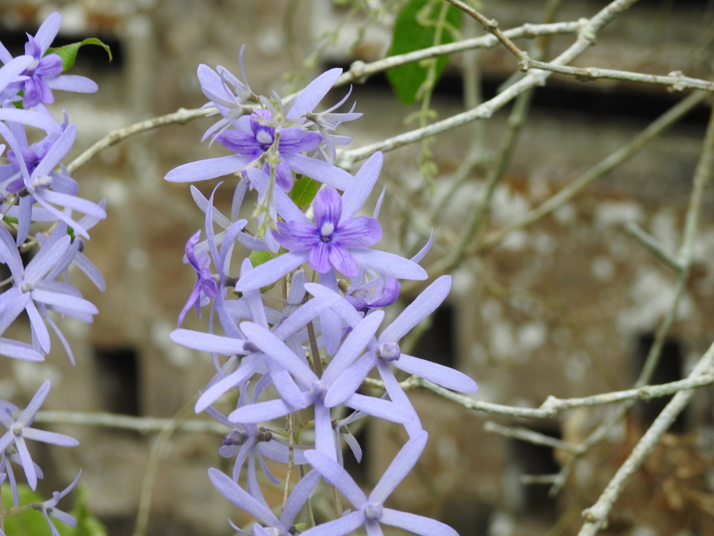 Petrea volubilis, Candelaria, Cuba