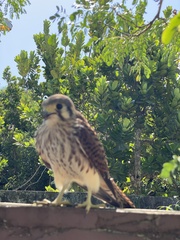 Falco sparverius
