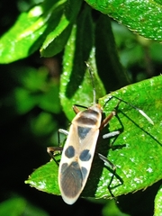 Physopelta gutta gutta