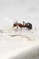 Dolichoderus taprobanae