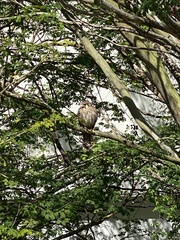 Falco sparverius