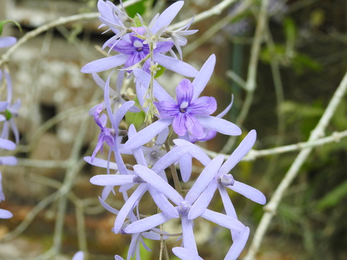 Petrea volubilis