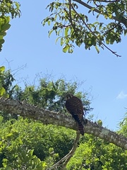 Falco sparverius
