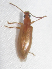 Statira