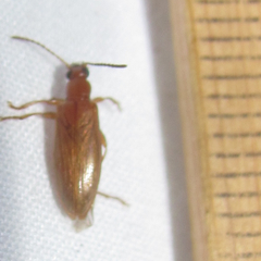 Statira