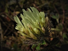 Trifolium pilulare