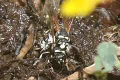 Euodynerus exoglyphus