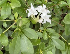Rhododendron arborescens