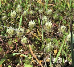 Trifolium pilulare