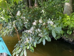 Rhododendron arborescens