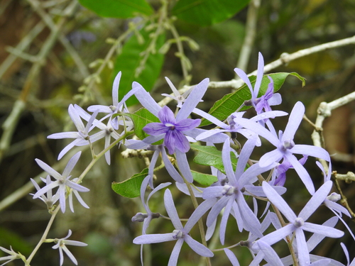 Petrea volubilis