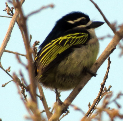 Yellow-rumped Tinkerbird