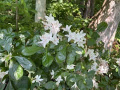 Rhododendron arborescens