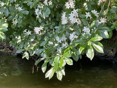 Rhododendron arborescens
