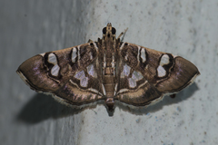 Chabula telphusalis