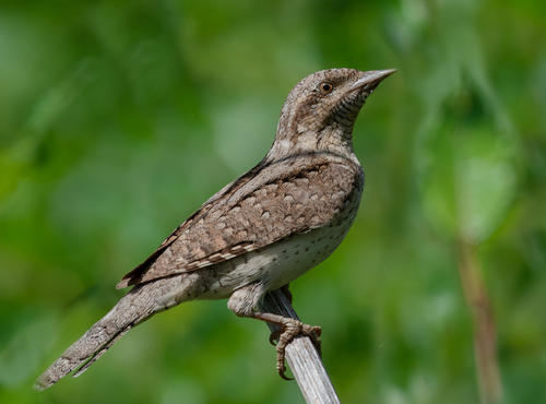 Eurasian Wryneck