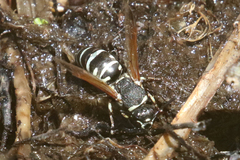Euodynerus exoglyphus