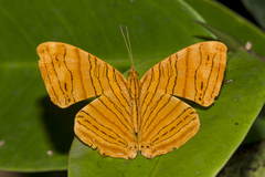Chersonesia intermedia