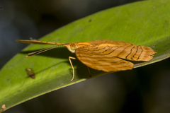 Chersonesia intermedia