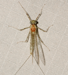 Stenacron interpunctatum interpunctatum