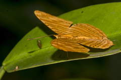 Chersonesia intermedia
