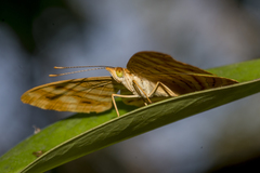 Chersonesia intermedia
