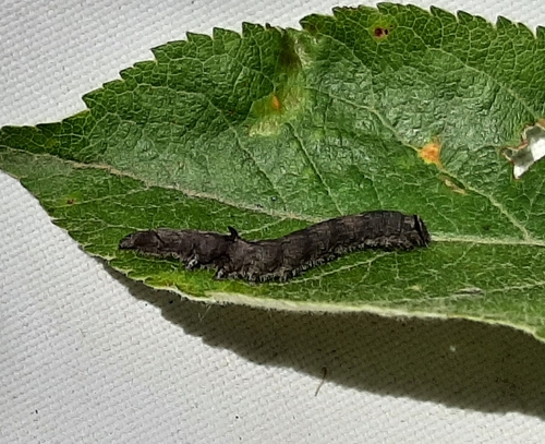 Woody Underwing photo 5