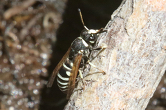 Euodynerus exoglyphus