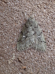 Paleacrita merriccata