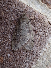 Paleacrita merriccata