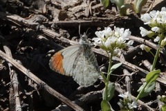 Anthocharis julia sulfuris