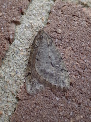 Paleacrita merriccata