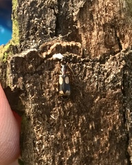 Dromius quadrimaculatus