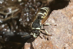 Euodynerus exoglyphus