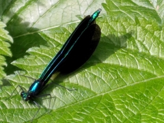 Calopteryx maculata