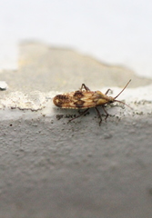 Cysteochila delineata