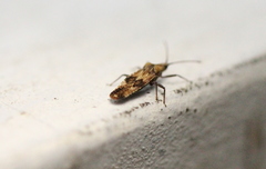 Cysteochila delineata