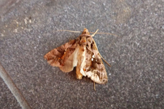 Plusiopalpa adrasta
