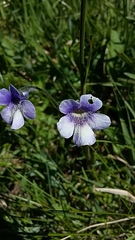 Pinguicula leptoceras