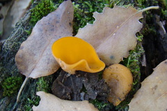 Pseudaleuria fibrillosa