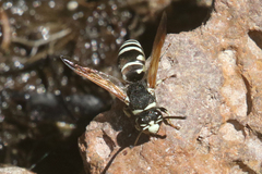 Euodynerus exoglyphus