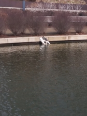 Trachemys scripta elegans