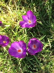 Crocus vernus