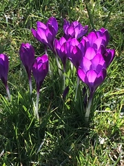 Crocus vernus